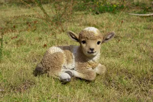 Lamb Lying Down Statue